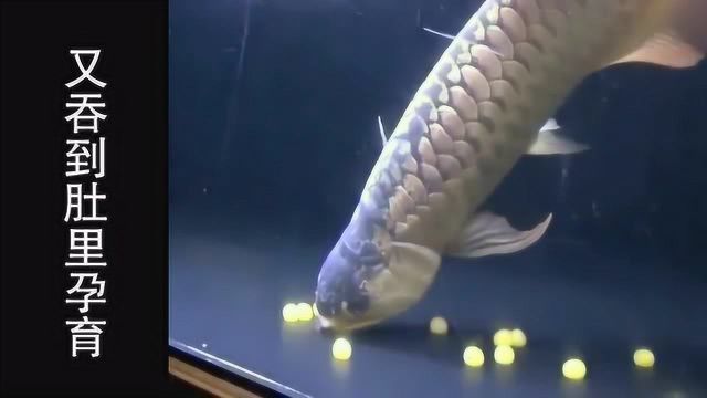 紅龍魚市場價格表圖片高清大全視頻（紅龍魚市場價格表圖片高清大全視頻下載）