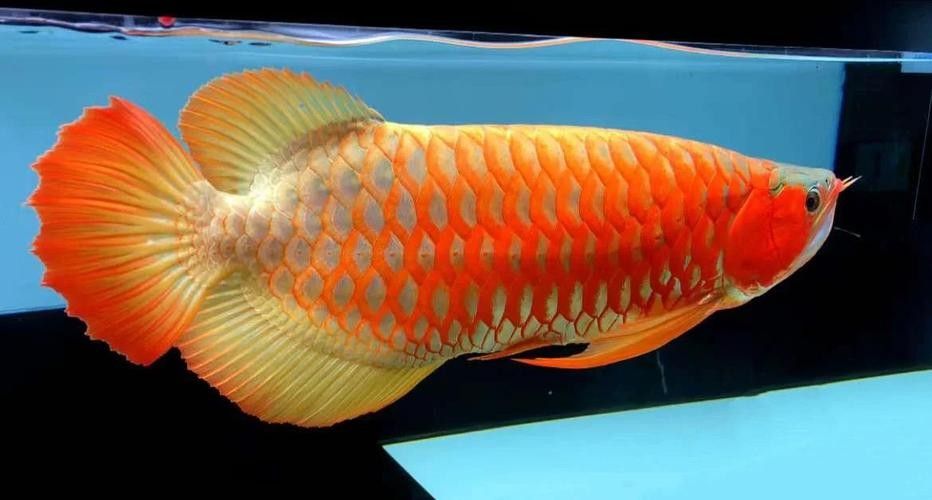 龍魚長什么樣圖片