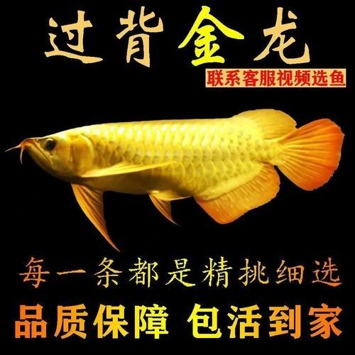 龍魚長什么樣圖片