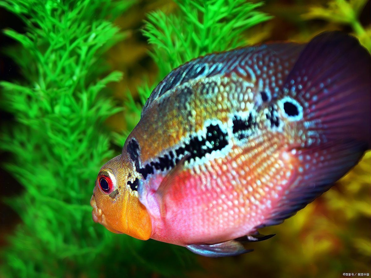 能再推薦幾種好看又好養的魚嗎？