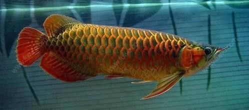 哪里產(chǎn)的龍魚長的最大（世界上最大的龍魚品種是哪個？）