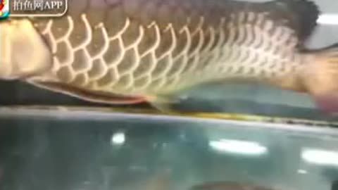 哪里產(chǎn)的龍魚長的最大（世界上最大的龍魚品種是哪個？）