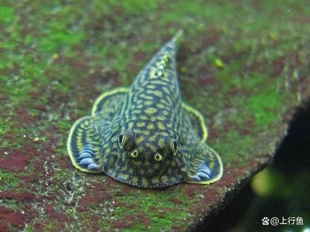 龍魚缸配什么清潔魚最好