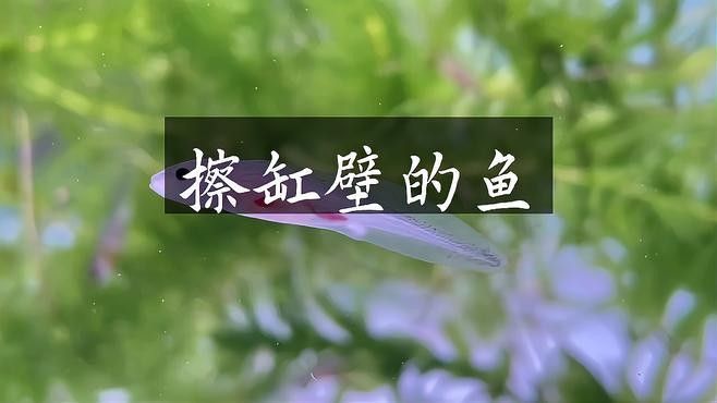 龍魚缸配什么清潔魚最好