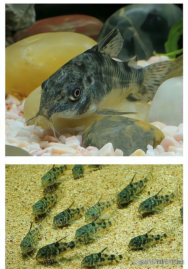 龍魚缸配什么清潔魚最好