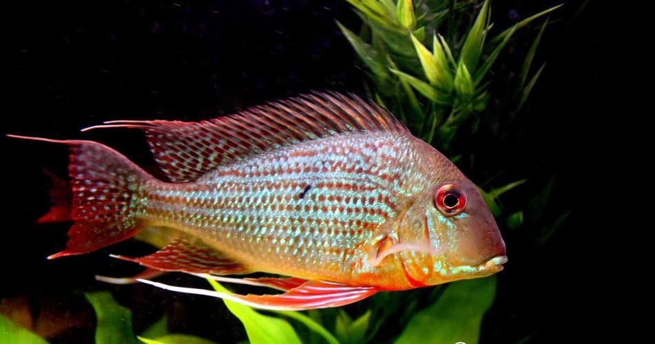 龍魚缸配什么清潔魚最好