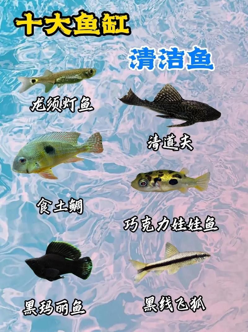 龍魚缸配什么清潔魚最好