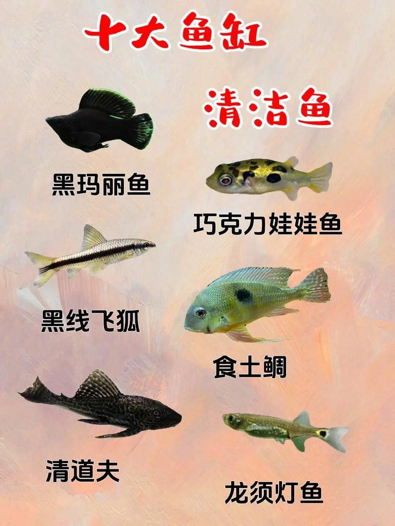 龍魚缸配什么清潔魚最好