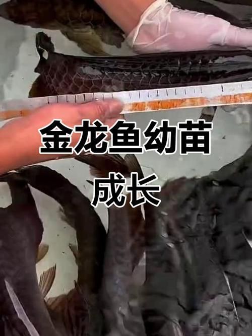 金龍魚苗圖片