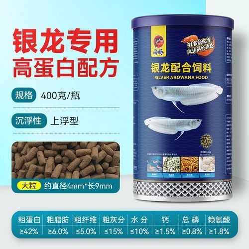 銀龍魚的飼養方法和配方圖片