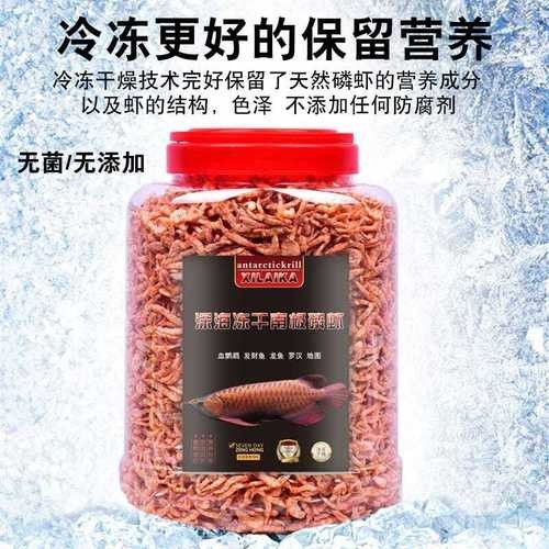 銀龍魚的飼養方法和配方圖片