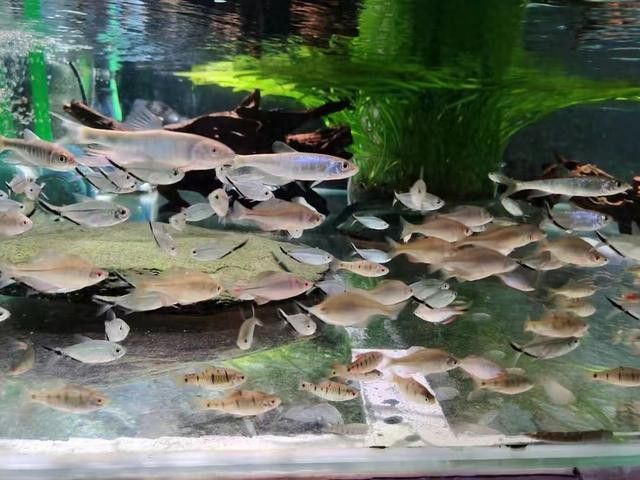 如何判斷龍魚是否康復