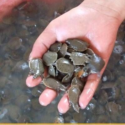 給龍魚(yú)喂食甲魚(yú)視頻播放：如何安全地給龍魚(yú)喂食甲魚(yú)