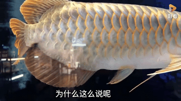 有沒有動態高清龍魚壁紙推薦？