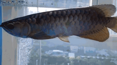 有沒有動態高清龍魚壁紙推薦？