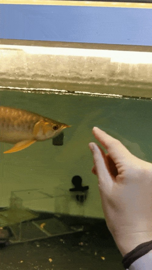 有沒有動態高清龍魚壁紙推薦？