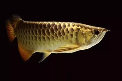 龍魚吃了異物的處理方法（當龍魚不小心吞食了異物時，我們需要采取適當的措施來幫助龍魚）