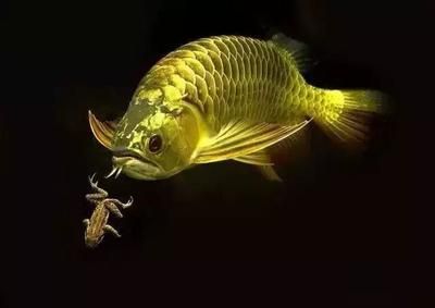 龍魚吃了異物的處理方法（當龍魚不小心吞食了異物時，我們需要采取適當的措施來幫助龍魚）