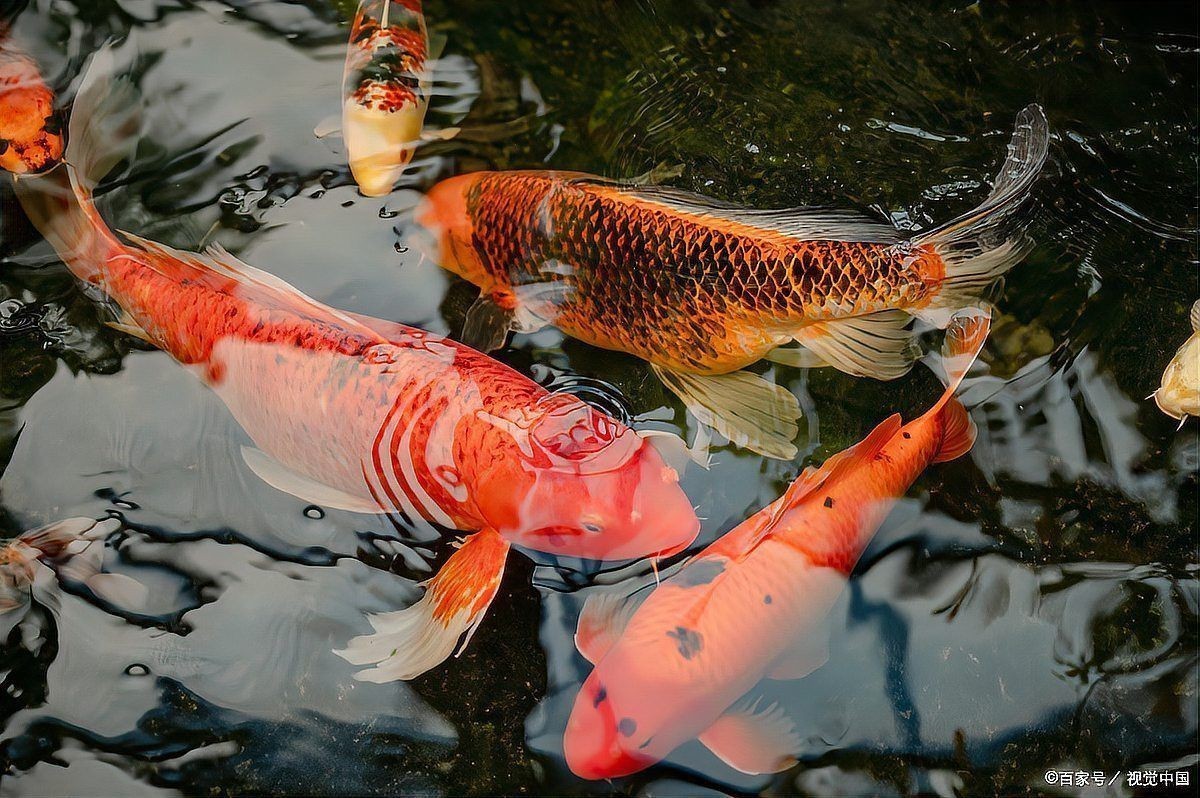 龍魚爛尾