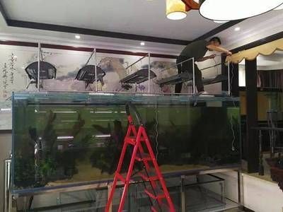 壓養(yǎng)龍魚恢復(fù)期：壓養(yǎng)龍魚的恢復(fù)時間