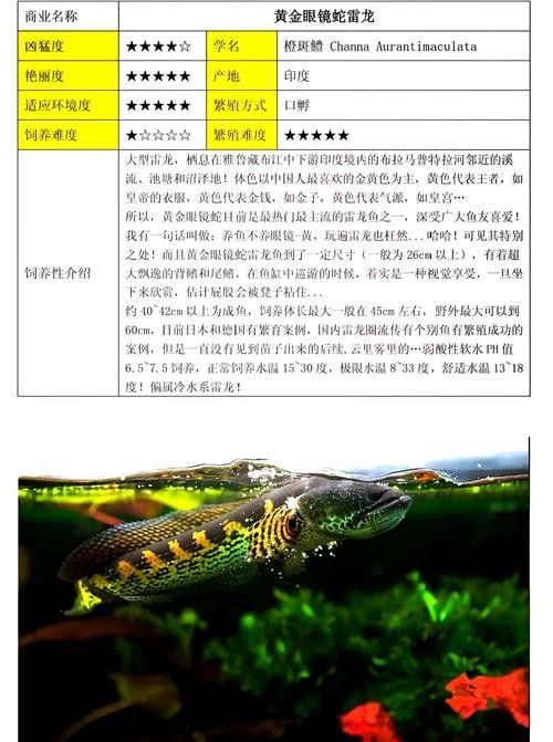 雷龍魚推薦品種圖片