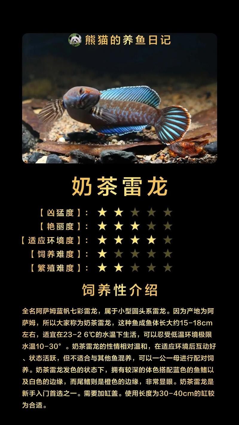 雷龍魚推薦品種圖片