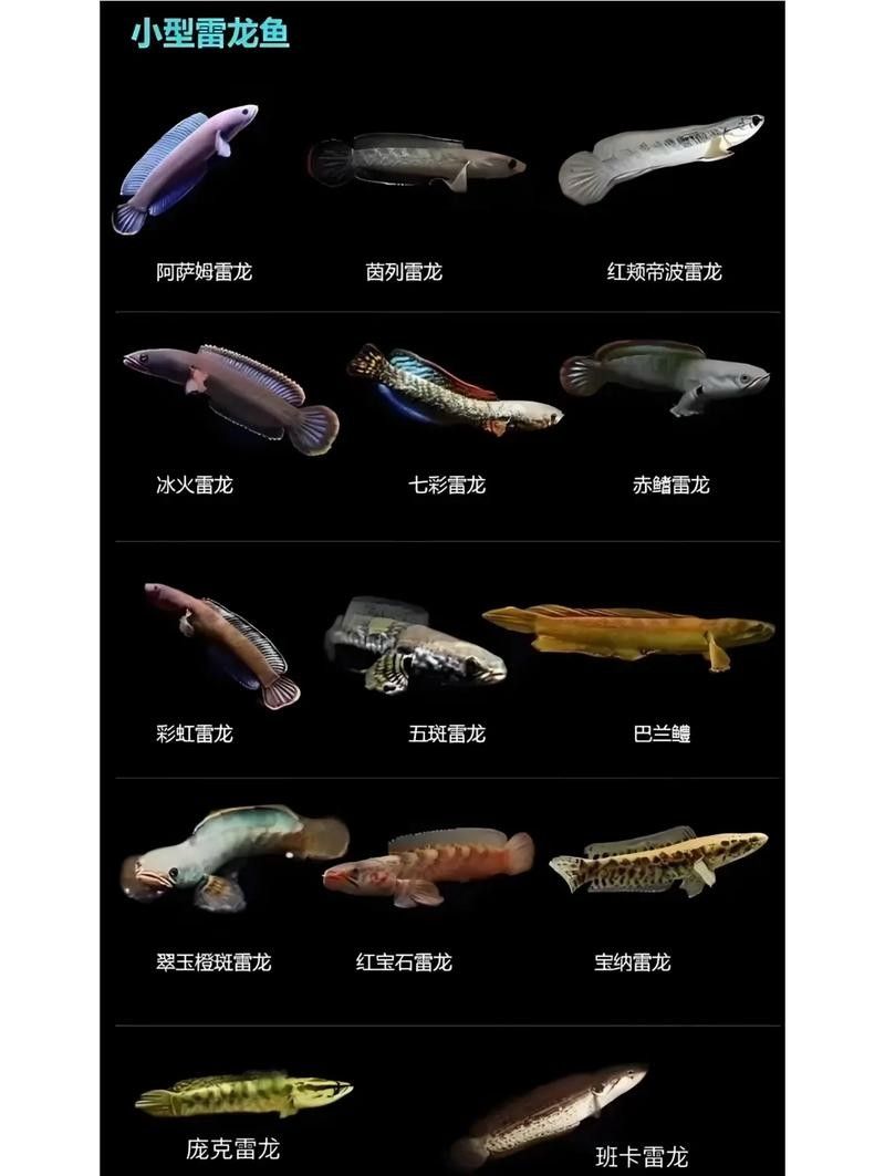 雷龍魚推薦品種圖片