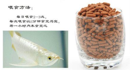 紅龍魚養殖溫度是多少度合適養（紅龍魚養殖溫度是多少度合適養殖呢）