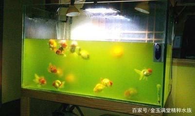 魚缸 屎，魚缸中的糞便問題如何選擇合適的水泵魚缸底砂的選擇技巧