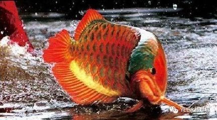 龍魚壽命能活多少年：龍魚的壽命受到多種因素影響，如何判斷龍魚健康狀況