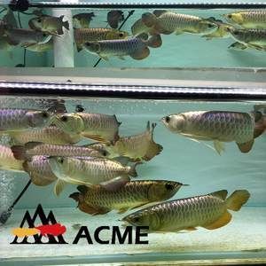 皇冠黑白魟魚批發：皇冠黑白魟魚批發價格