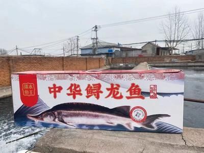 中華尋龍魚的價格（中華鱘魚價格受到多種因素影響中華鱘魚價格受到多種影響）