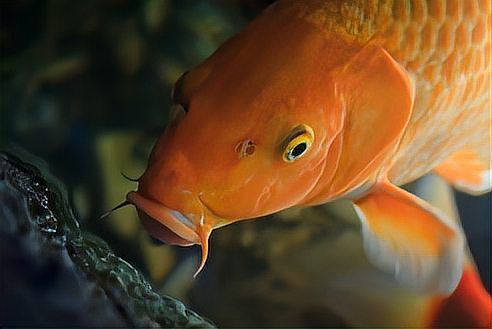 錦鯉魚的壽命是多少年？