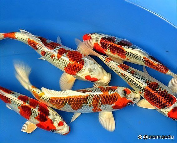 錦鯉魚的壽命是多少年？