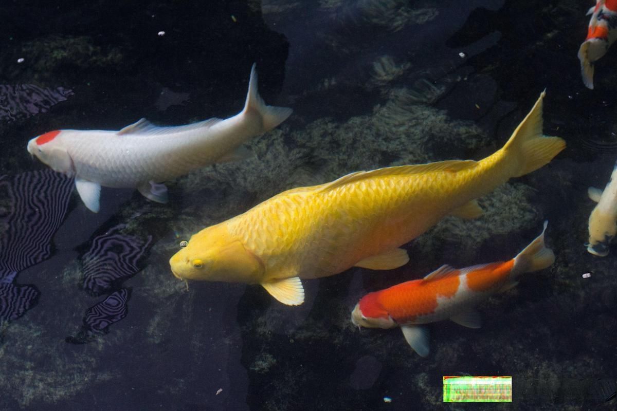 錦鯉魚的壽命是多少年？