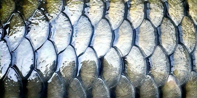 錦鯉魚的壽命是多少年？