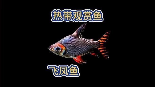 飛鳳和龍魚混養(yǎng)怎么喂食