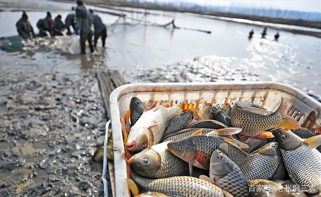 鯉魚是龍魚嗎