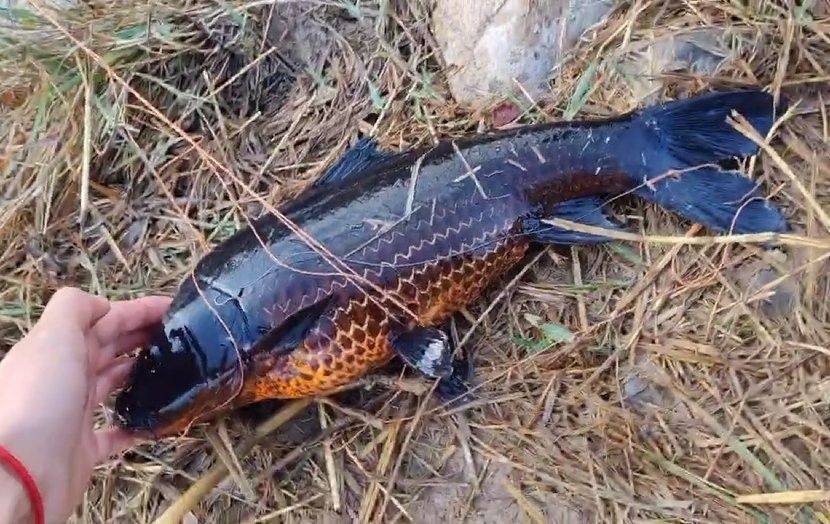 鯉魚是龍魚嗎