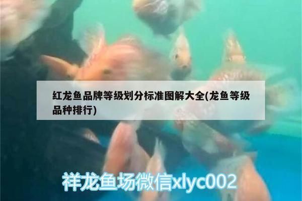 紅龍魚(yú)品種細(xì)分標(biāo)準(zhǔn)是什么意思（紅龍魚(yú)品種細(xì)分標(biāo)準(zhǔn)）
