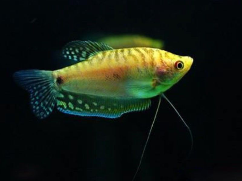 藍龍魚長什么樣子圖片大全