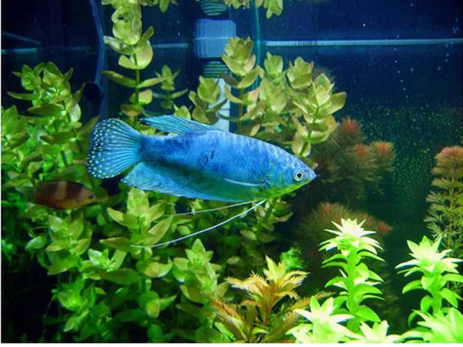 藍龍魚長什么樣子圖片大全