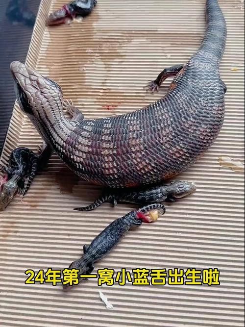 藍龍魚長什么樣子圖片大全