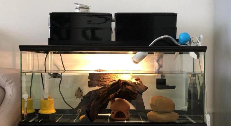 龜增色龍魚需要多大的魚缸？