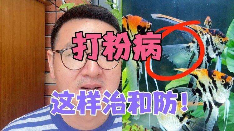 龍魚打粉病的癥狀有哪些？