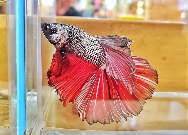 龍魚打粉病的癥狀有哪些？