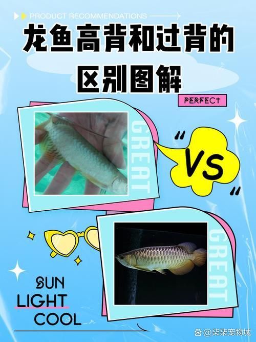 金龍魚爬背區分圖解