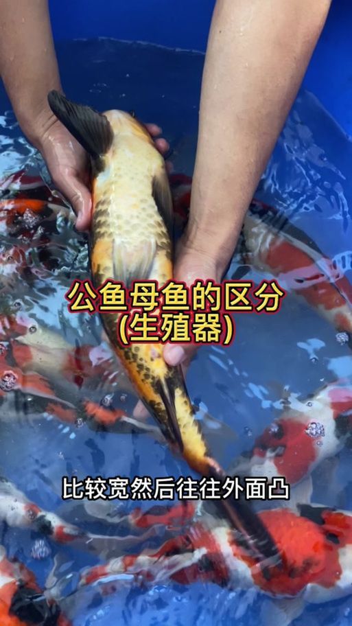 金龍魚爬背區分圖解