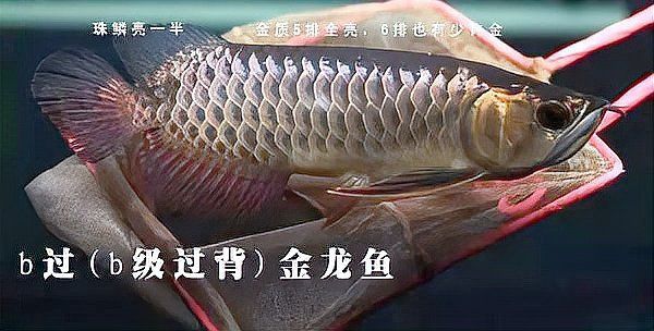 金龍魚爬背區分圖解