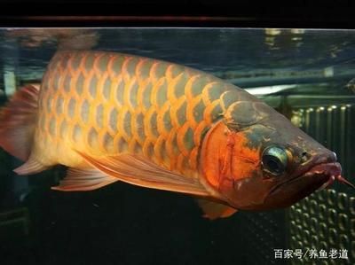 龍魚做掉眼手術(shù)血管剪破會怎樣：如何預(yù)防龍魚掉眼現(xiàn)象